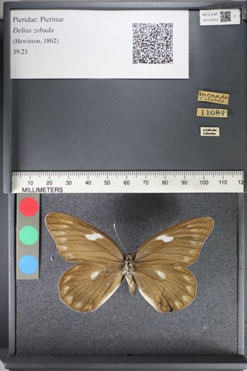 Media type: image;   Entomology 131813